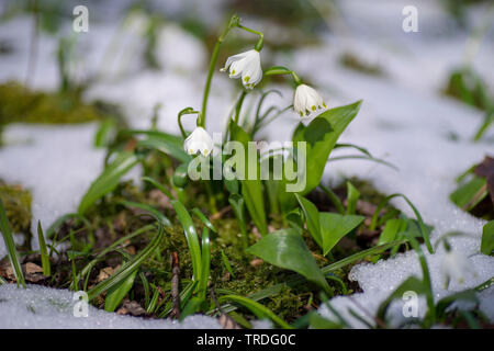 Märzenbecher (Leucojum vernum), blühen in den Schnee, Deutschland, Bayern, Oberbayern, Oberbayern Stockfoto