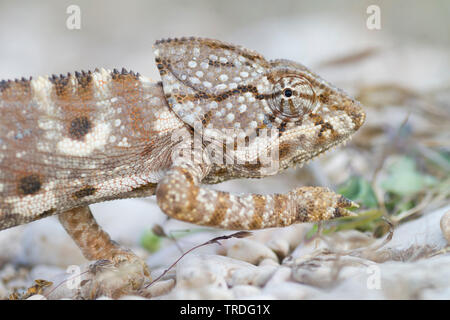 1001 Chamäleon, Chamaeleo arabicus (Chamaeleo Arabicus), Porträt, Oman Stockfoto