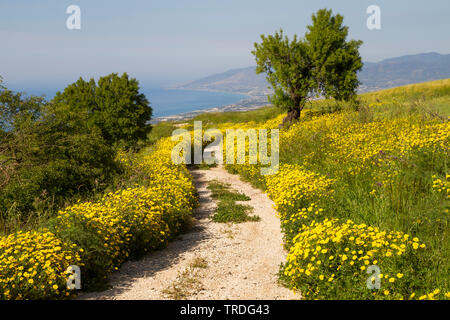 Krone Daisy, Girlande Chrysantheme (Glebionis coronaria, Chrysanthemum coronarium), Frühling Landschaft auf Zypern, Zypern Stockfoto