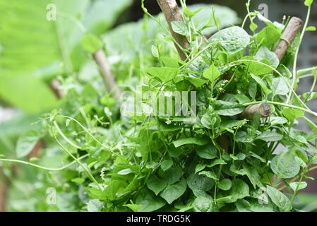 Ceylon Spinat grün Blatt Pflanze, die auf der Rebe in der Plantage Gemüsegarten/Basella alba - Malabar Nightshade Stockfoto