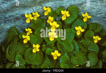 Berg Stiefmütterchen (Viola lutea), blühende, Deutschland, Bayern, Oberbayern, Oberbayern Stockfoto