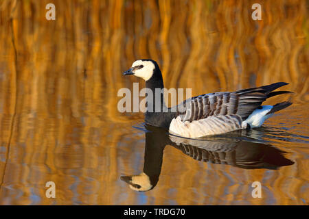 Nonnengans (Branta leucopsis), Schwimmen im Schilfgürtel, Niederlande, Friesland Stockfoto