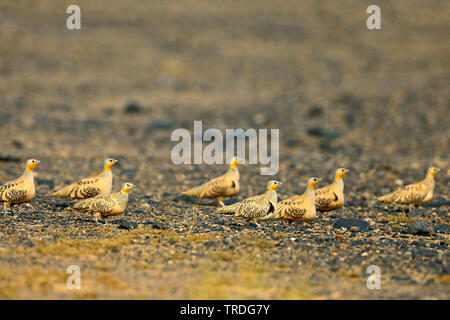 Gefleckte sandgrouse (Pterocles senegallus), Wandern Truppe in der Wüste, Marokko, Fes Stockfoto