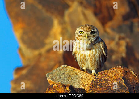 Steinkauz (Athene glaux, Athene noctua glaux), auf einem Felsen, Marokko, Tagdilt Stockfoto