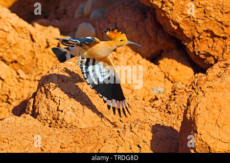 Wiedehopf (Upupa epops), auf der Flucht vor einer Steilwand, Marokko, Boumalne Dades Stockfoto