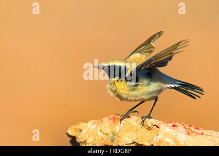 Wüste Steinschmätzer (Oenanthe deserti), flailing Mann auf einem Stein, Marokko, Boumalne Dades Stockfoto