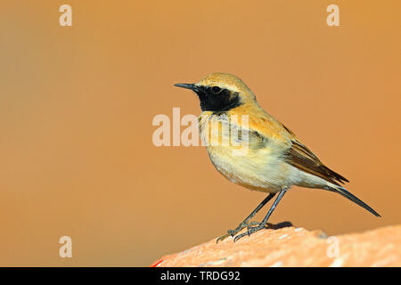 Wüste Steinschmätzer (Oenanthe deserti), male auf einem Stein, Marokko hocken, Boumalne Dades Stockfoto