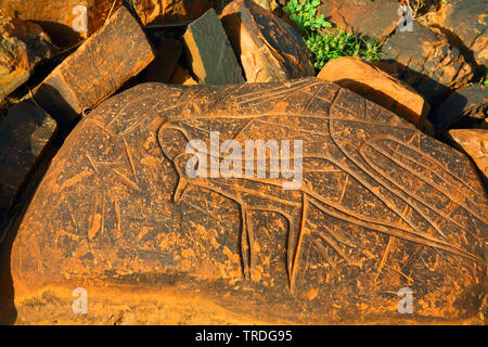 Prähistorische Petroglyphen, Antilope, Marokko, Ait Ouazik Stockfoto