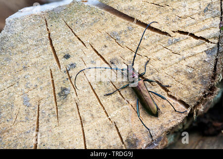 Moschus Käfer (Aromia moschata), männlich, Deutschland Stockfoto