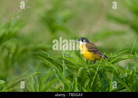 Ashy-headed Wagtail, Schafstelze (Motacilla flava cinereocapilla), männlich, Kroatien Stockfoto