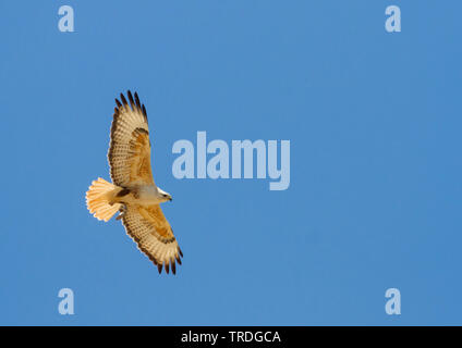 Atlas Langbeinige Mäusebussard (Buteo buteo Rufinus, cirtensis cirtensis), Fliegende, Marokko Stockfoto