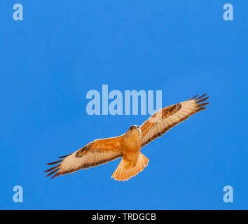 Atlas Langbeinige Mäusebussard (Buteo buteo Rufinus, cirtensis cirtensis), Fliegende, Marokko Stockfoto