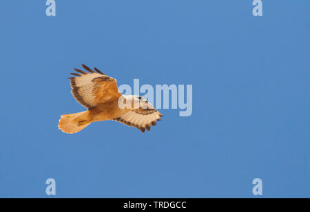 Atlas Langbeinige Mäusebussard (Buteo buteo Rufinus, cirtensis cirtensis), Fliegende, Marokko Stockfoto