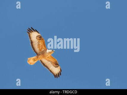 Atlas Langbeinige Mäusebussard (Buteo buteo Rufinus, cirtensis cirtensis), Fliegende, Marokko Stockfoto