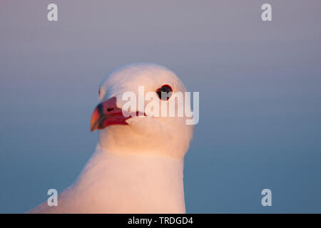 Audouin's Möwe (Larus audouinii, Ichthyaetus audouinii), Porträt, Spanien, Balearen, Mallorca Stockfoto