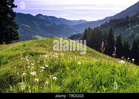 Blowballs auf der Bergwiese, Allgaeu, Hochgrat, Deutschland, Bayern Stockfoto