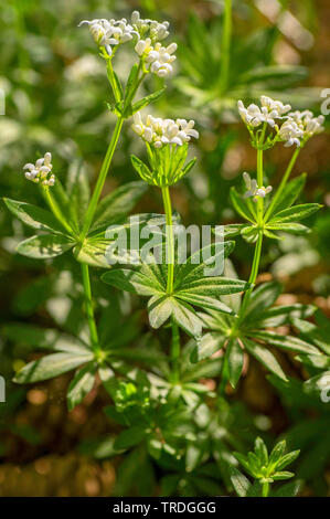 Waldmeister (Galium Odoratum), blühen, Deutschland, Bayern Stockfoto