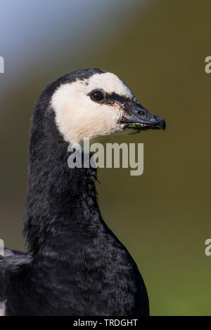 Nonnengans (Branta leucopsis), Porträt, Deutschland Stockfoto