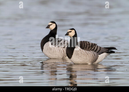 Nonnengans (Branta leucopsis), Schwimmen, Deutschland Stockfoto