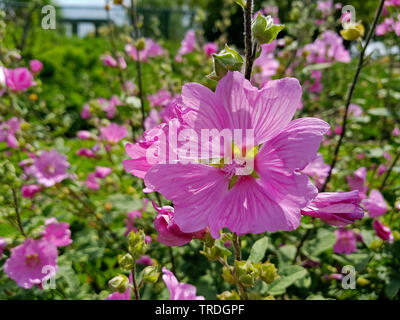 Gay Mallow (Lavatera Thuringiaca), blühende Stockfoto