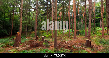 Die Fichte (Picea abies), Fichtenwald nach einem Sturm, Deutschland, Nordrhein-Westfalen Stockfoto