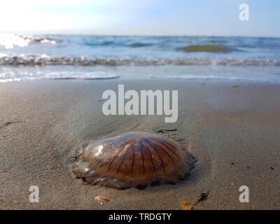 Kompass Qualle, red-banded Quallen (Chrysaora hysoscella), gewaschen, am Strand, Niederlande Stockfoto