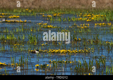 Brandente (Tadorna tadorna), Schwimmen in blühenden See in Texel, Niederlande, Texel Stockfoto