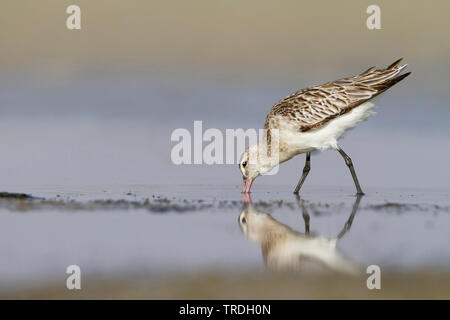 Bar-tailed godwit (limosa Limosa lapponica taymyrensis, taymyrensis), auf der Suche nach Nahrung im Wasser, Oman Stockfoto