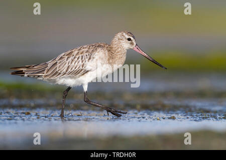 Bar-tailed godwit (limosa Limosa lapponica taymyrensis, taymyrensis), auf der Suche nach Nahrung im Wasser, Oman Stockfoto