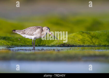 Bar-tailed godwit (limosa Limosa lapponica taymyrensis, taymyrensis) in Wasser, Oman Stockfoto