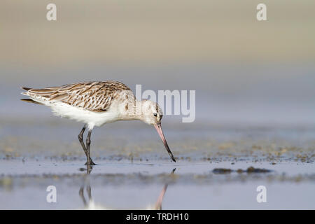 Bar-tailed godwit (limosa Limosa lapponica taymyrensis, taymyrensis), auf der Suche nach Nahrung im Wasser, Oman Stockfoto