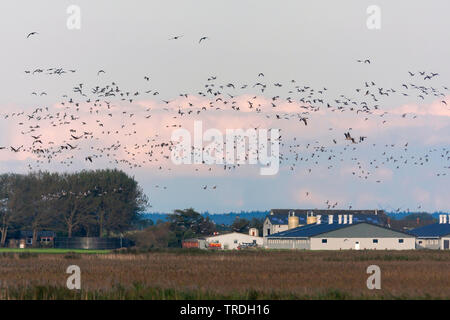 Nonnengans (Branta leucopsis), fliegende Herde ein Bauernhaus, Deutschland Stockfoto