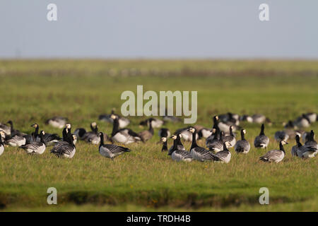 Weißwangengans (Branta Leucopsis), ruht auf einer Wiese, Deutschland Stockfoto