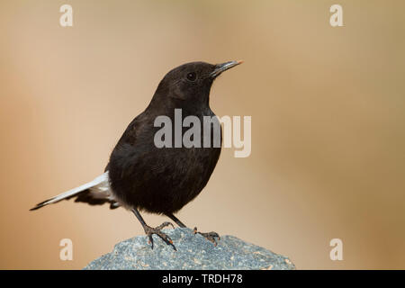 Schwarze Steinschmätzer (Oenanthe Oenanthe leucura riggenbachi, riggenbachi), erwachsenen männlichen, Marokko Stockfoto