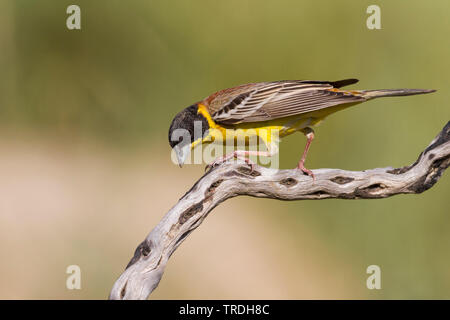 Black-headed Bunting (Emberiza Melanocephala), erwachsenen Mann auf einem Zweig, Zypern Stockfoto