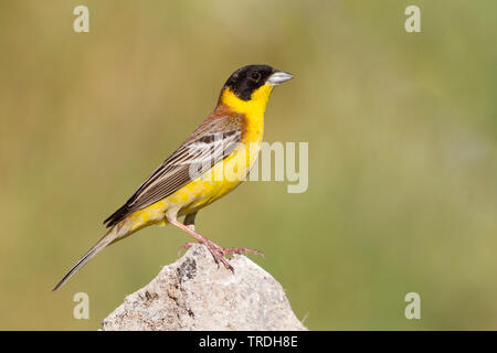 Black-headed Bunting (Emberiza Melanocephala), erwachsenen Mann auf einem Felsen, Zypern Stockfoto