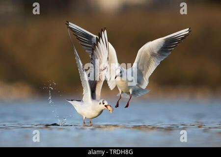 Lachmöwe (Larus ridibundus, Chroicocephalus ridibundus), zwei Möwen über Essen streiten, Deutschland Stockfoto