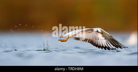 Lachmöwe (Larus ridibundus, Chroicocephalus ridibundus), juvenile Fliegen, Österreich Stockfoto