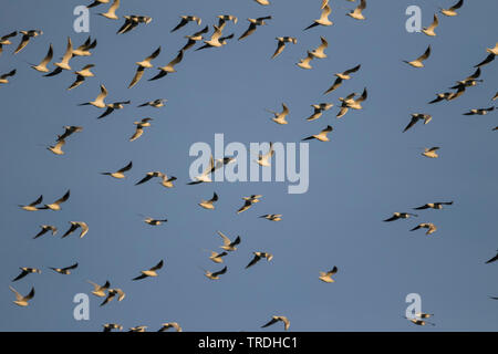 Lachmöwe (Larus ridibundus, Chroicocephalus ridibundus), fliegende Herde, Deutschland Stockfoto