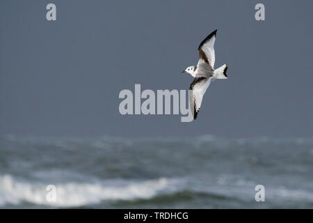 Schwarz-legged Dreizehenmöwe (Rissa tridactyla, Larus tridactyla), Fliegende Kinder über das Meer, Deutschland Stockfoto