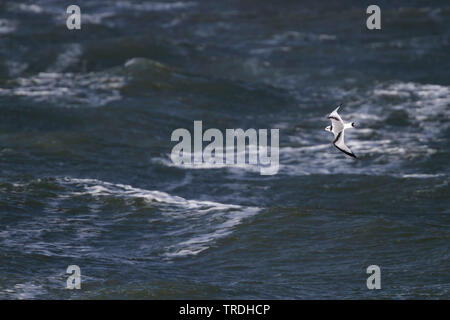 Schwarz-legged Dreizehenmöwe (Rissa tridactyla, Larus tridactyla), Fliegende Kinder über das Meer, Deutschland Stockfoto