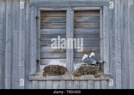 Schwarz-legged Dreizehenmöwe (Rissa tridactyla, Larus tridactyla), ein Paar auf einem Nest auf einem Windows leiste, Norwegen Stockfoto