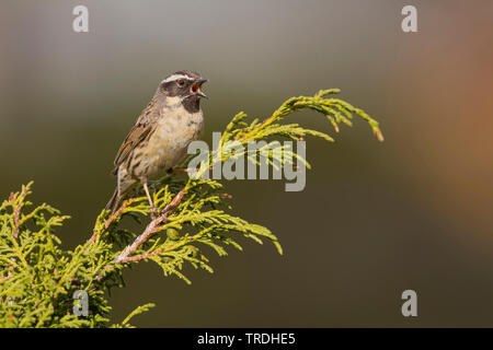 Black-throated accentor (Prunella atrogularis huttoni, Prunella huttoni), Gesang männlich, Kasachstan Stockfoto