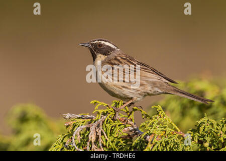 Black-throated accentor (Prunella atrogularis huttoni, Prunella huttoni), sitzend auf einem Busch, Kasachstan Stockfoto