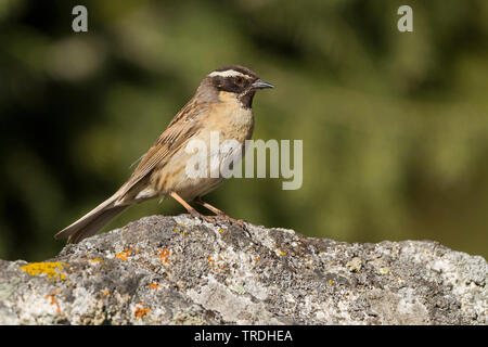 Black-throated accentor (Prunella atrogularis huttoni, Prunella huttoni), auf einem Stein saß, Kasachstan Stockfoto