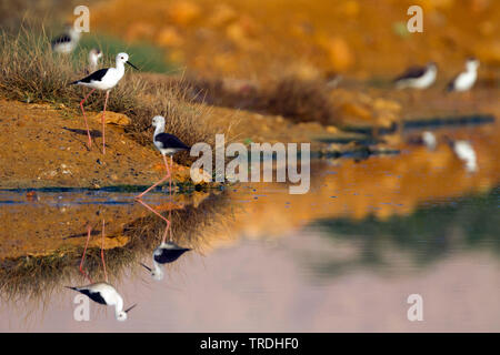 Schwarz - geflügelte Stelzenläufer (Himantopus himantopus), in der Gruppe, die von der Wasserseite, Oman Stockfoto