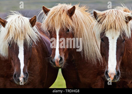 Isländischen Pferd, Islandpferd, Island Pony (Equus przewalskii f. caballus), drei isländischen Pferden nebeneinander stehen, Porträt, Island Stockfoto