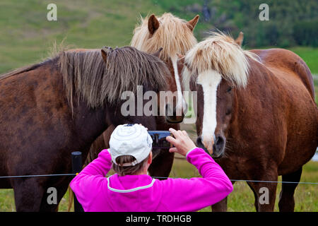 Isländischen Pferd, Islandpferd, Island Pony (Equus przewalskii f. caballus), Frau mit einem Smartphone Bilder von Island Pferde auf der Weide Zaun zu nehmen, Island Stockfoto