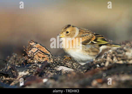 Bergfink (Fringilla montifringilla), jungen Mann auf den Boden, Deutschland Stockfoto