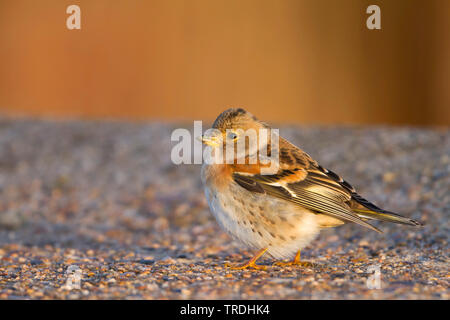 Bergfink (Fringilla montifringilla), jungen Mann auf den Boden, Deutschland Stockfoto